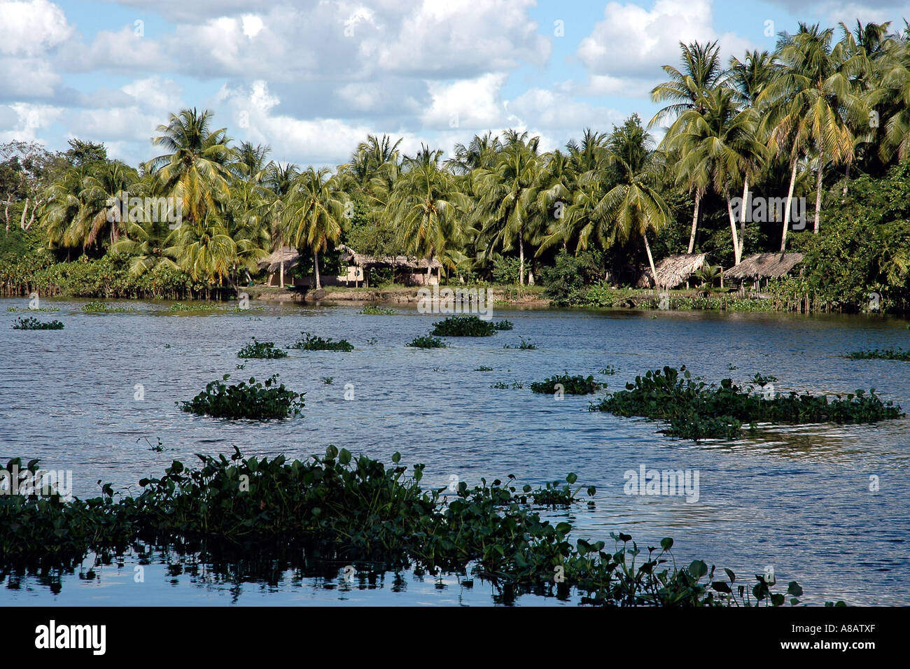 Des villages indiens Warao du Venezuela dot Orinoco delta, bordé de palmiers et corrigés par les infestations de la jacinthe d'eau Banque D'Images