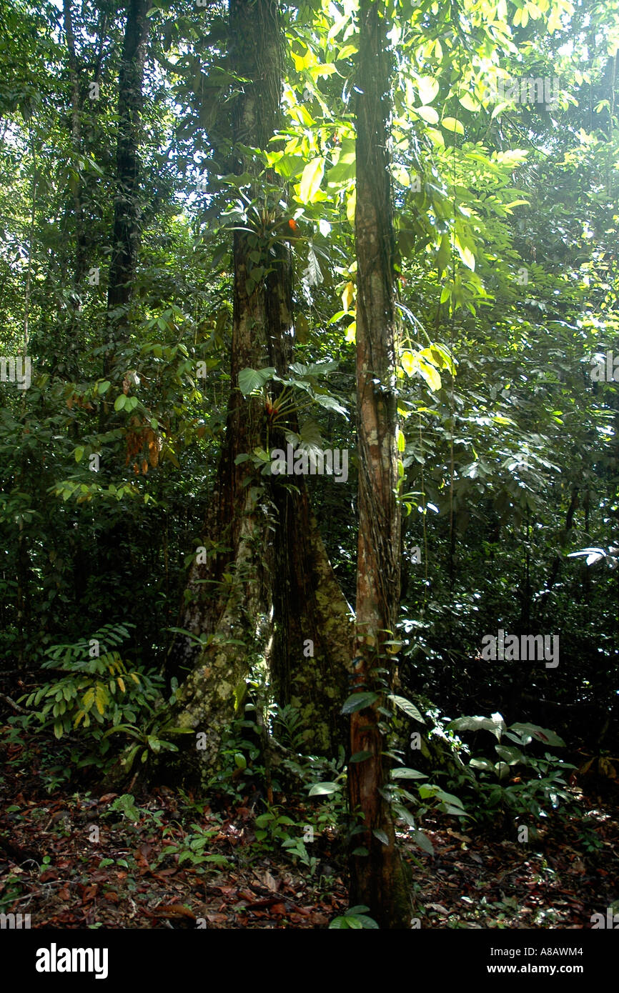 Une section de forêt tropicale dans les plaines de la Gran Sabana Banque D'Images