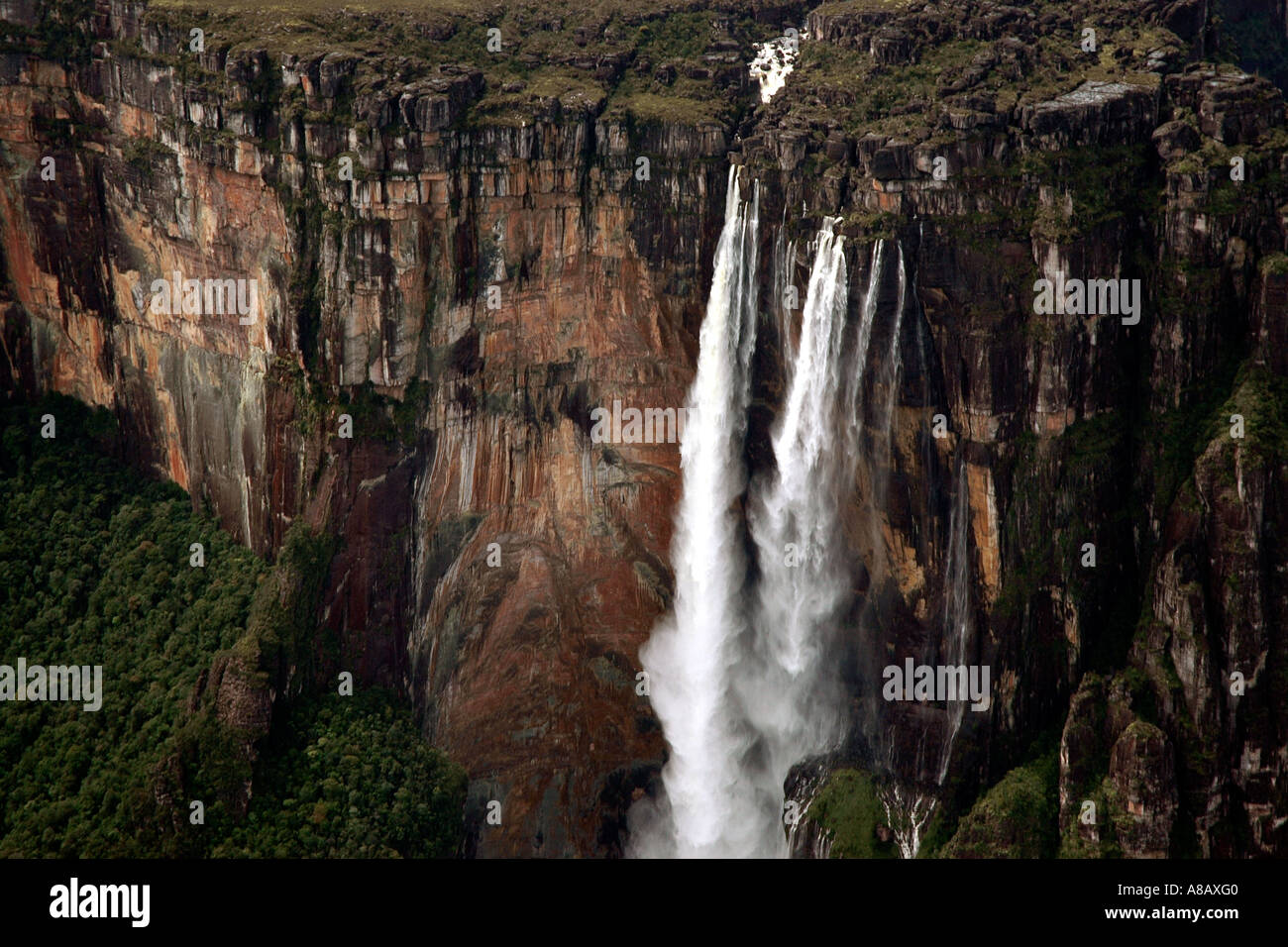 Angel Falls, la plus haute cascade du monde (979 m) de la bordure de la falaise plongeant d'Auyán-tepui dans la Gran Sabana au Venezuela Banque D'Images