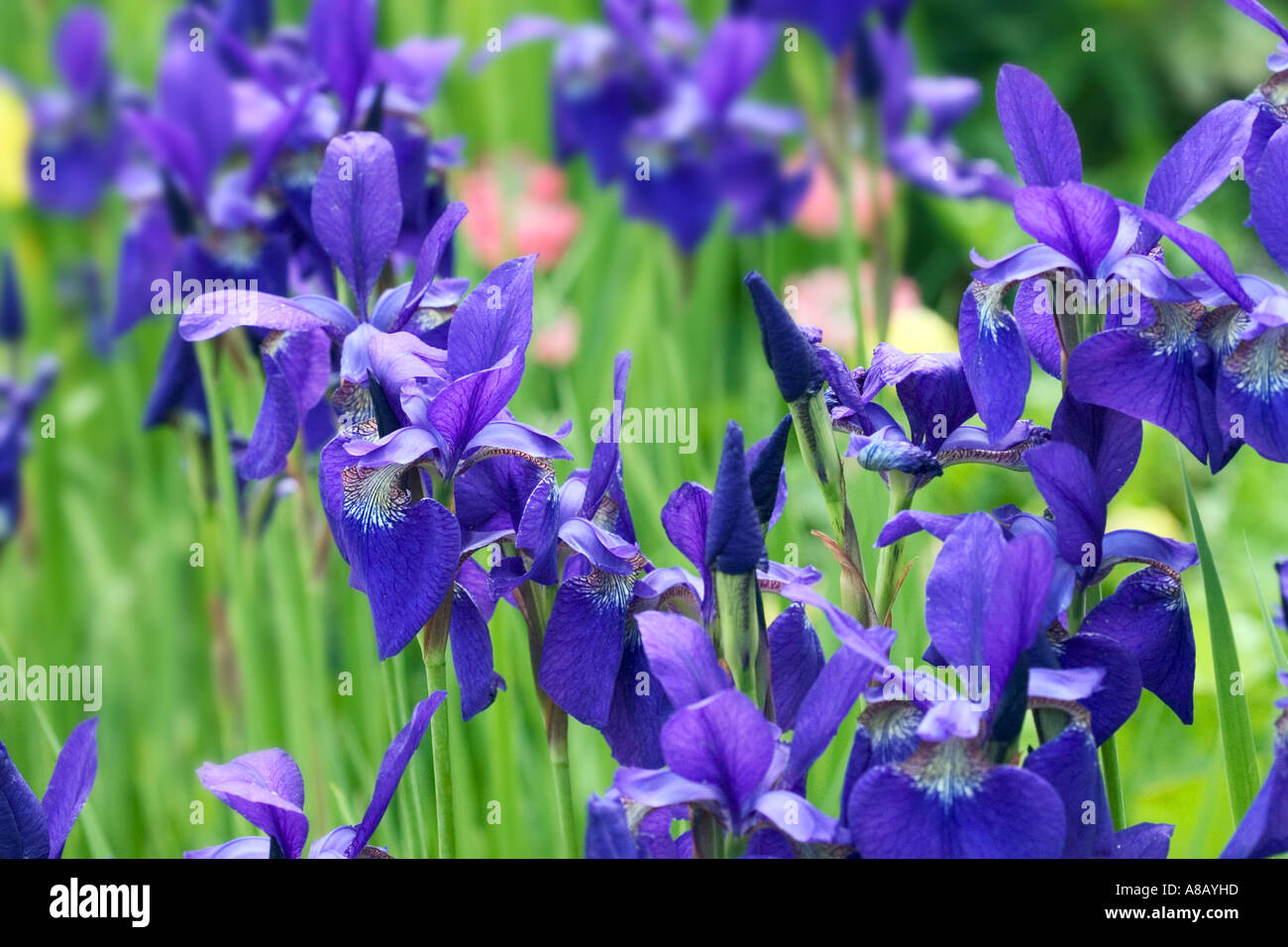 Iris barbus de naturel Banque D'Images