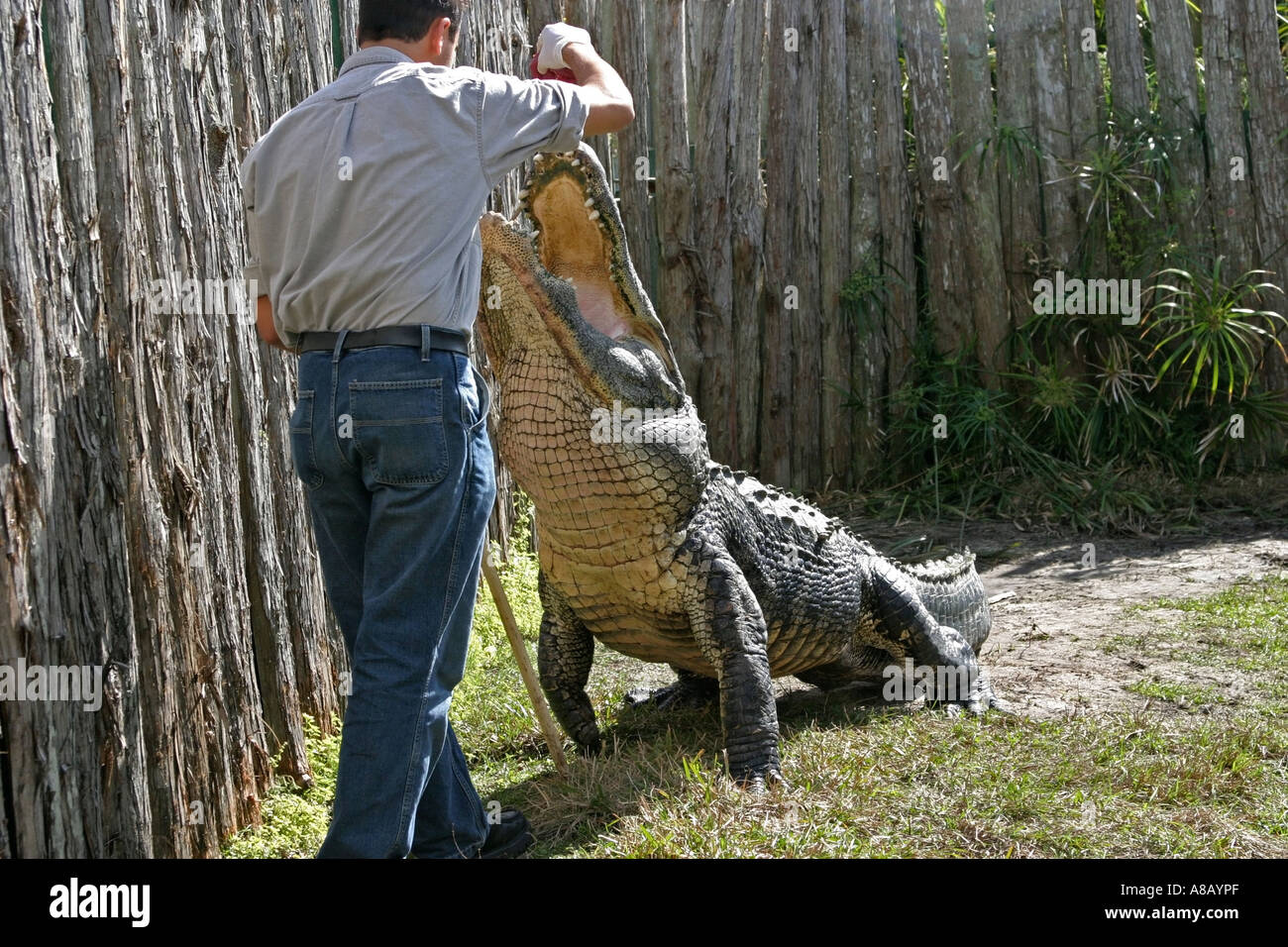 Formation en alligator Floride Banque D'Images