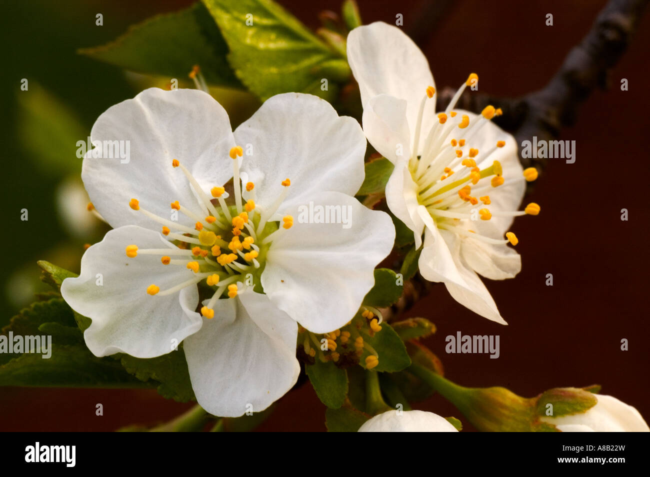 Les fleurs de cerisier sauvage en Avril Banque D'Images