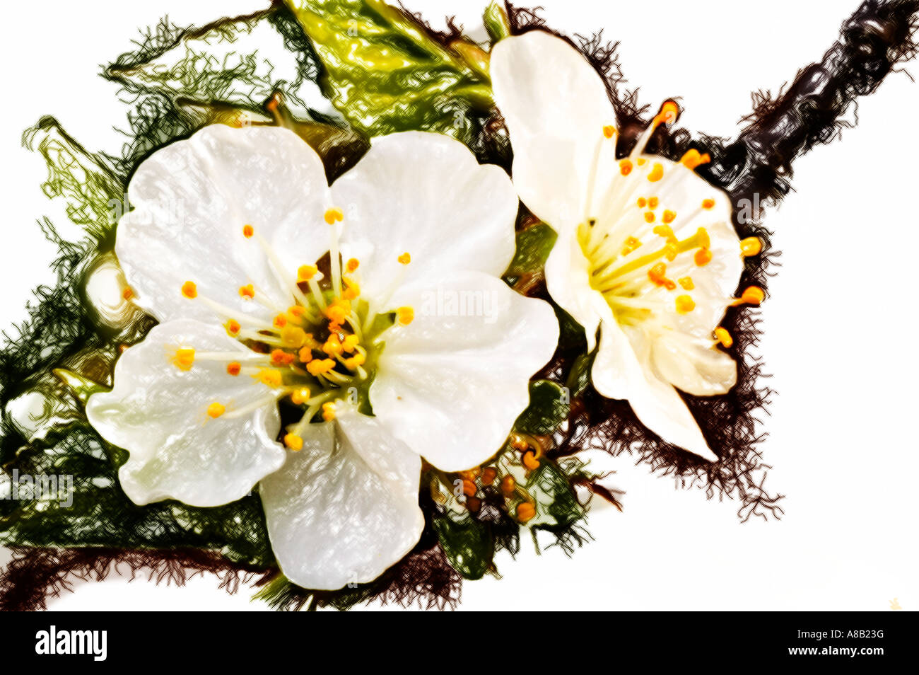 Les fleurs de cerisier sauvage en Avril Banque D'Images