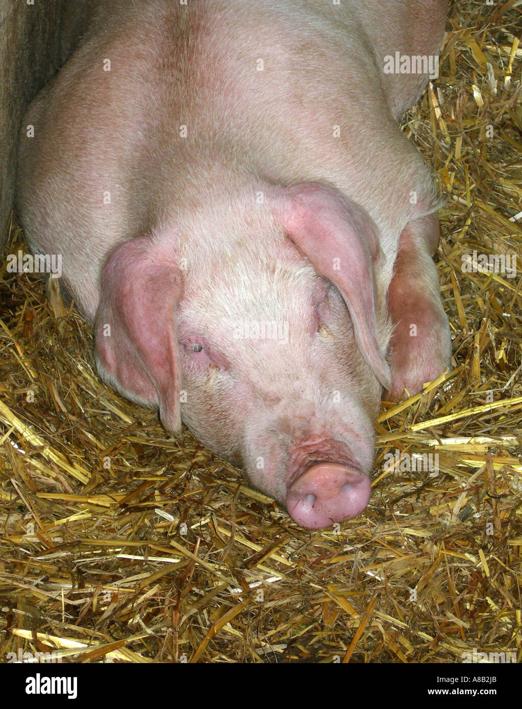 Cochon de ferme de dormir sur un lit de paille dans une grange Banque D'Images