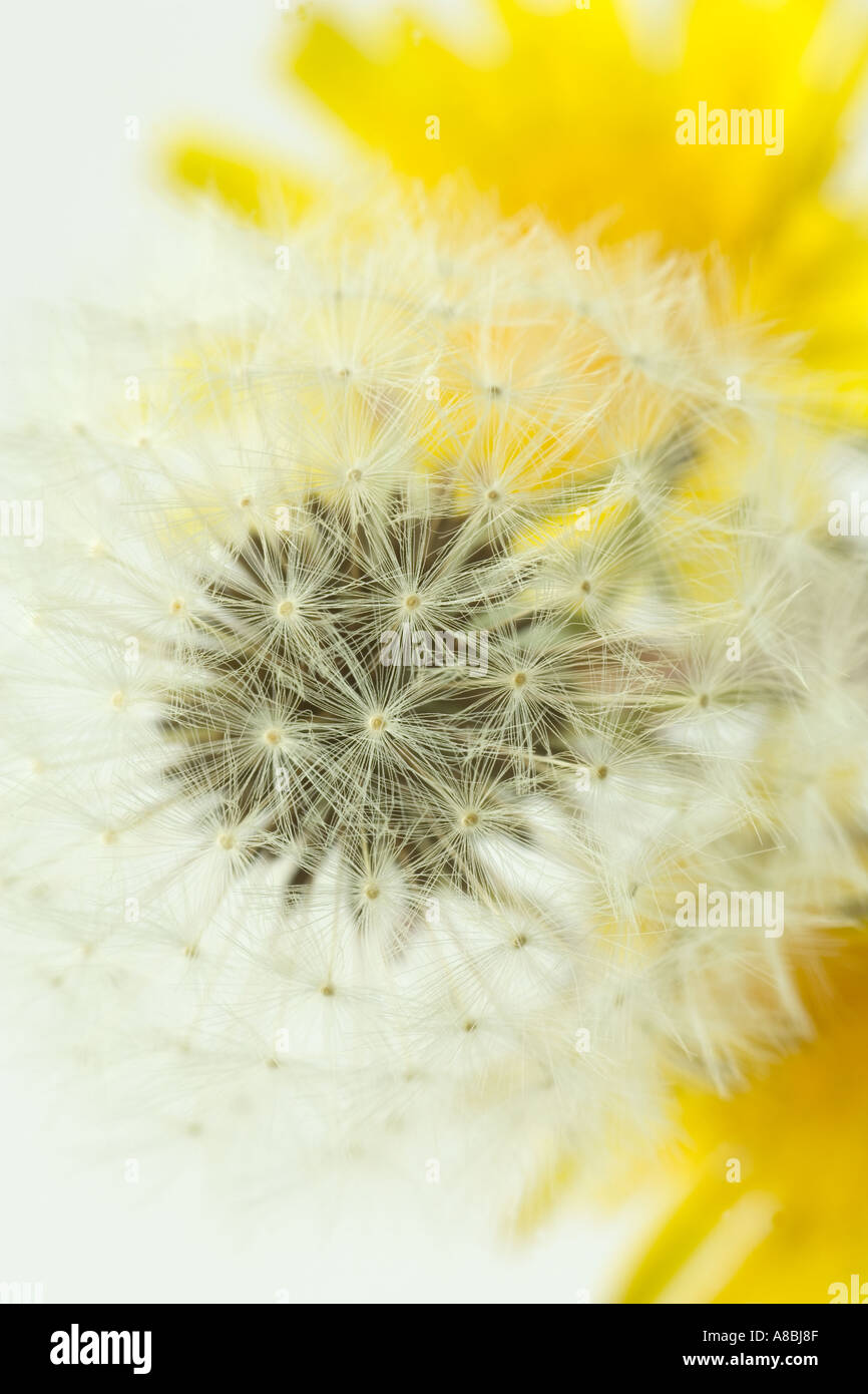 Fleur de pissenlit Taraxacum officinale Seedhead Banque D'Images