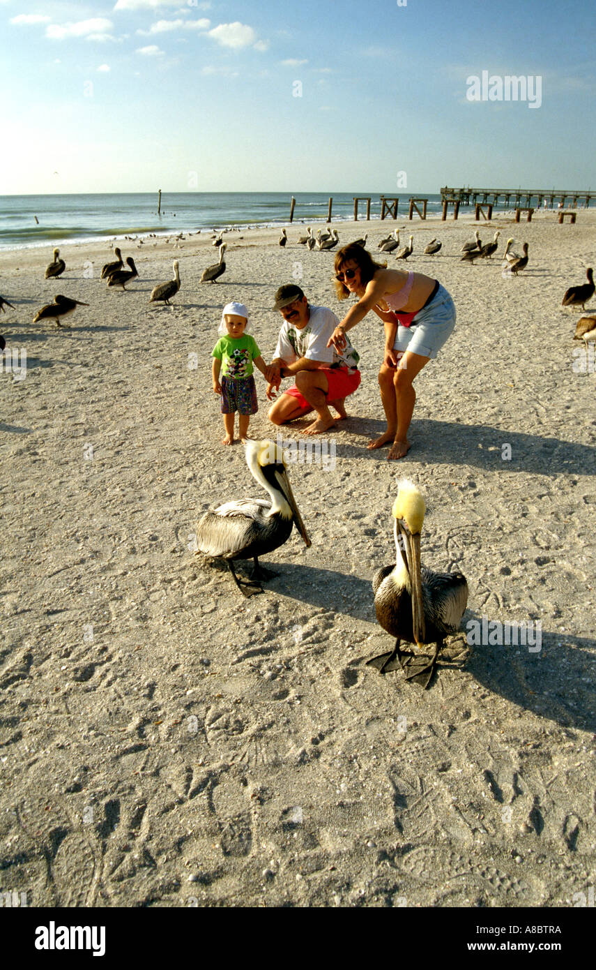 Tampa Florida Suncoast Seabird Sanctuary à la famille Banque D'Images