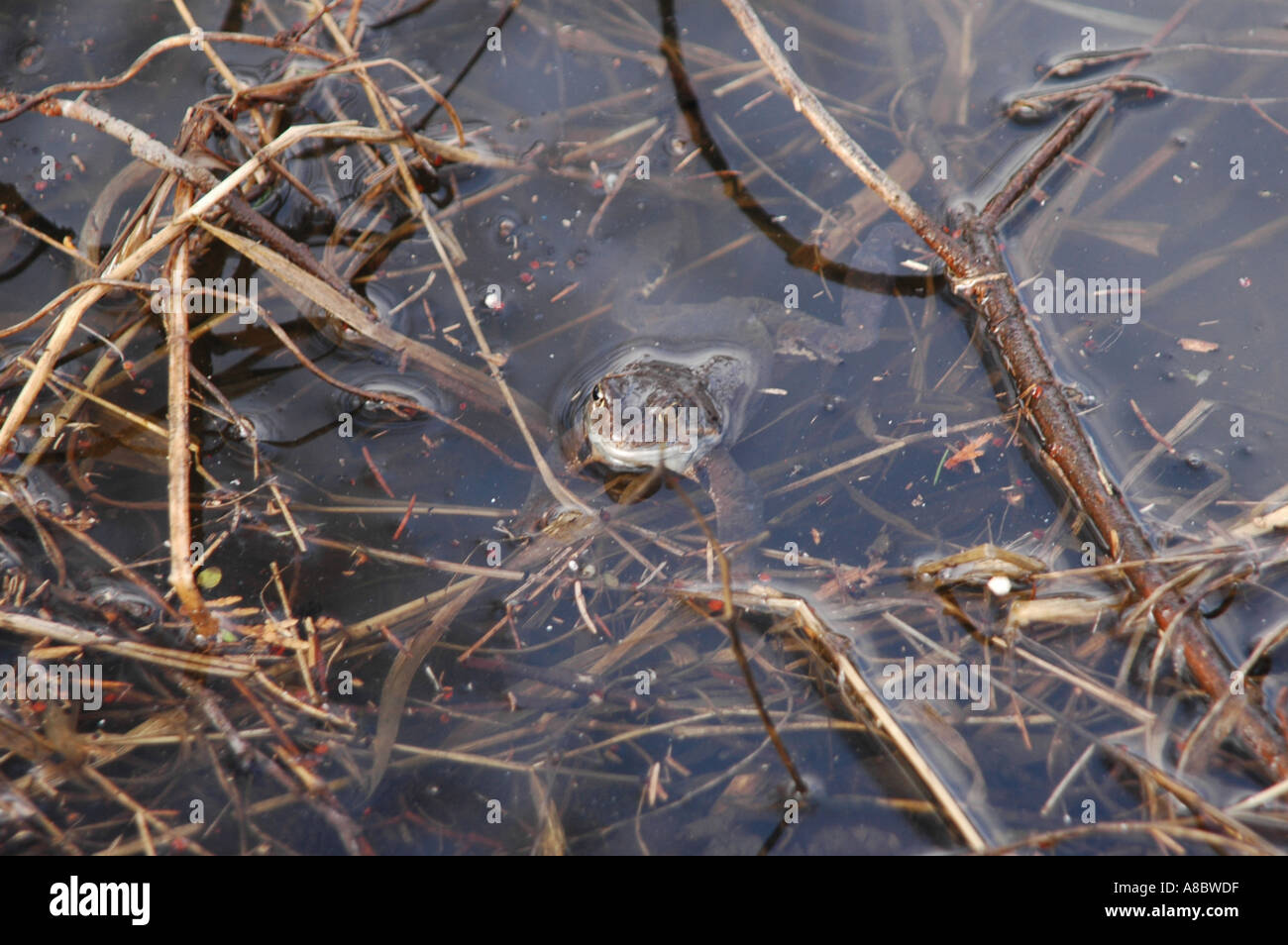 Les grenouilles au soleil Banque D'Images