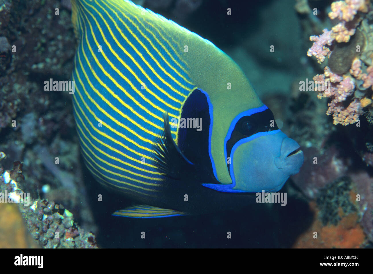 Emperor angelfish Pomacanthus imperator au nord de Sulawesi en Indonésie Banque D'Images