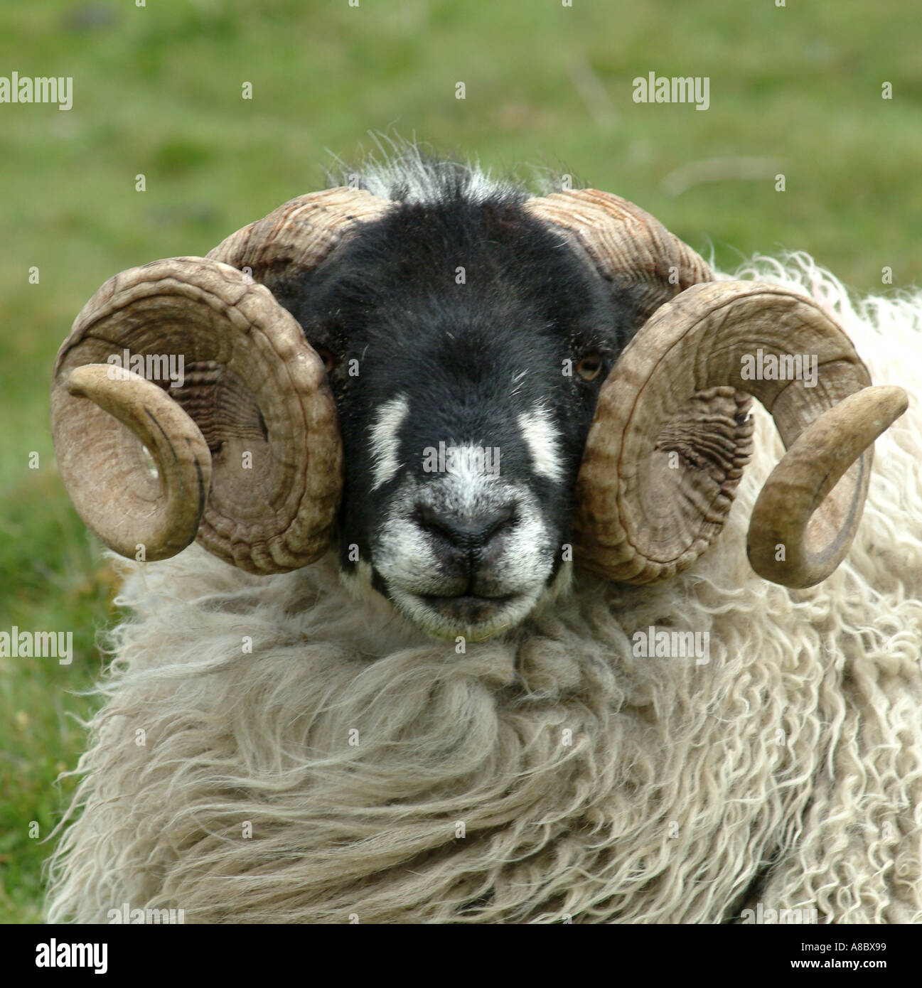 Les moutons sont tombés dans la région de Yorkshire Dales National Park England Royaume-Uni UK Banque D'Images