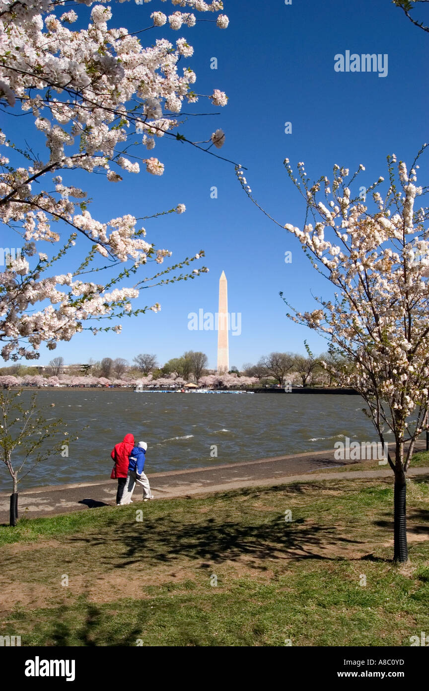 Washington DC Cherry Blossom Festival fleurs de cerisier et de Washington Monument Banque D'Images