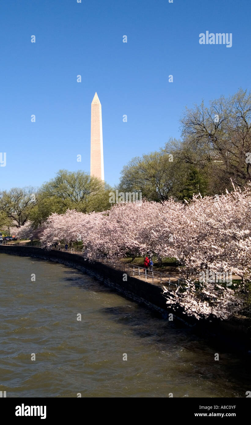 Washington DC Cherry Blossom Festival fleurs de cerisier et de Washington Monument Banque D'Images