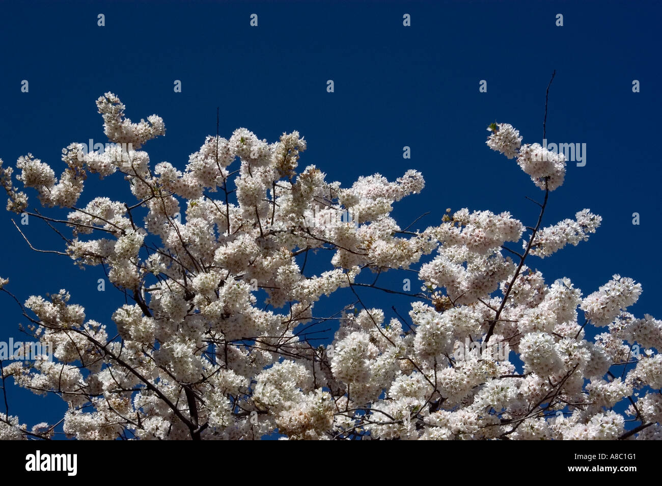 Washington DC Cherry Blossom Festival fleurs de cerisier Banque D'Images