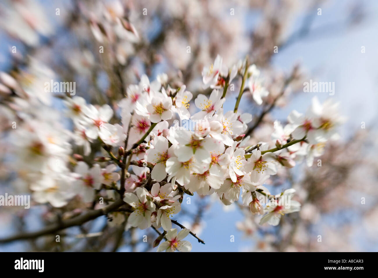 Mallorca Almond Blossom Banque D'Images