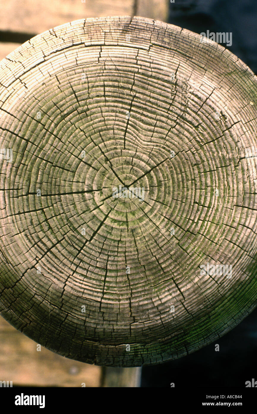 Haut d'un message montrant les anneaux de croissance des arbres en bois Banque D'Images
