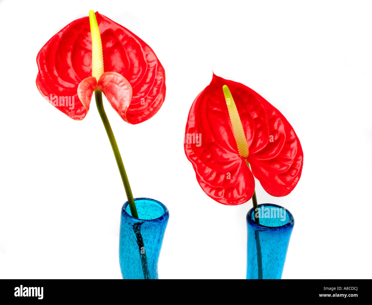 Antirrhinums et deux vases en verre recyclé bleu Banque D'Images