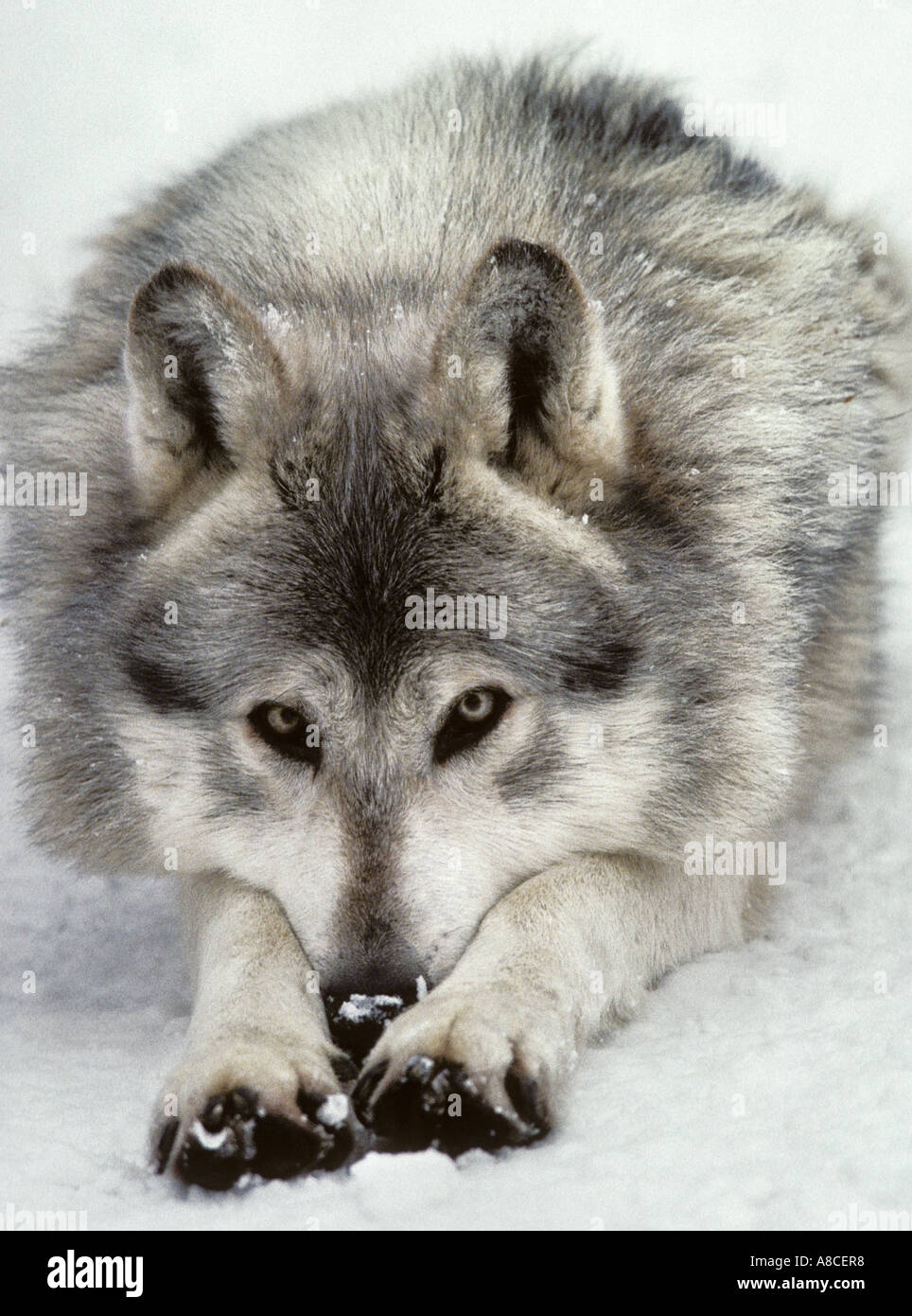 Les mâles le loup (Canis lupus occidentalis). Prisonnier Banque D'Images
