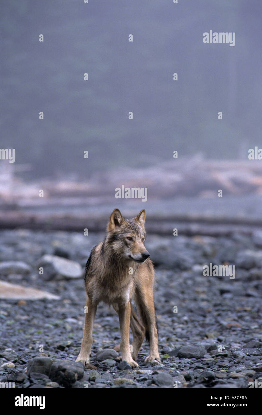 Loup gris Canis lupus côtières sur beach île Cracroft BC Canada Banque D'Images