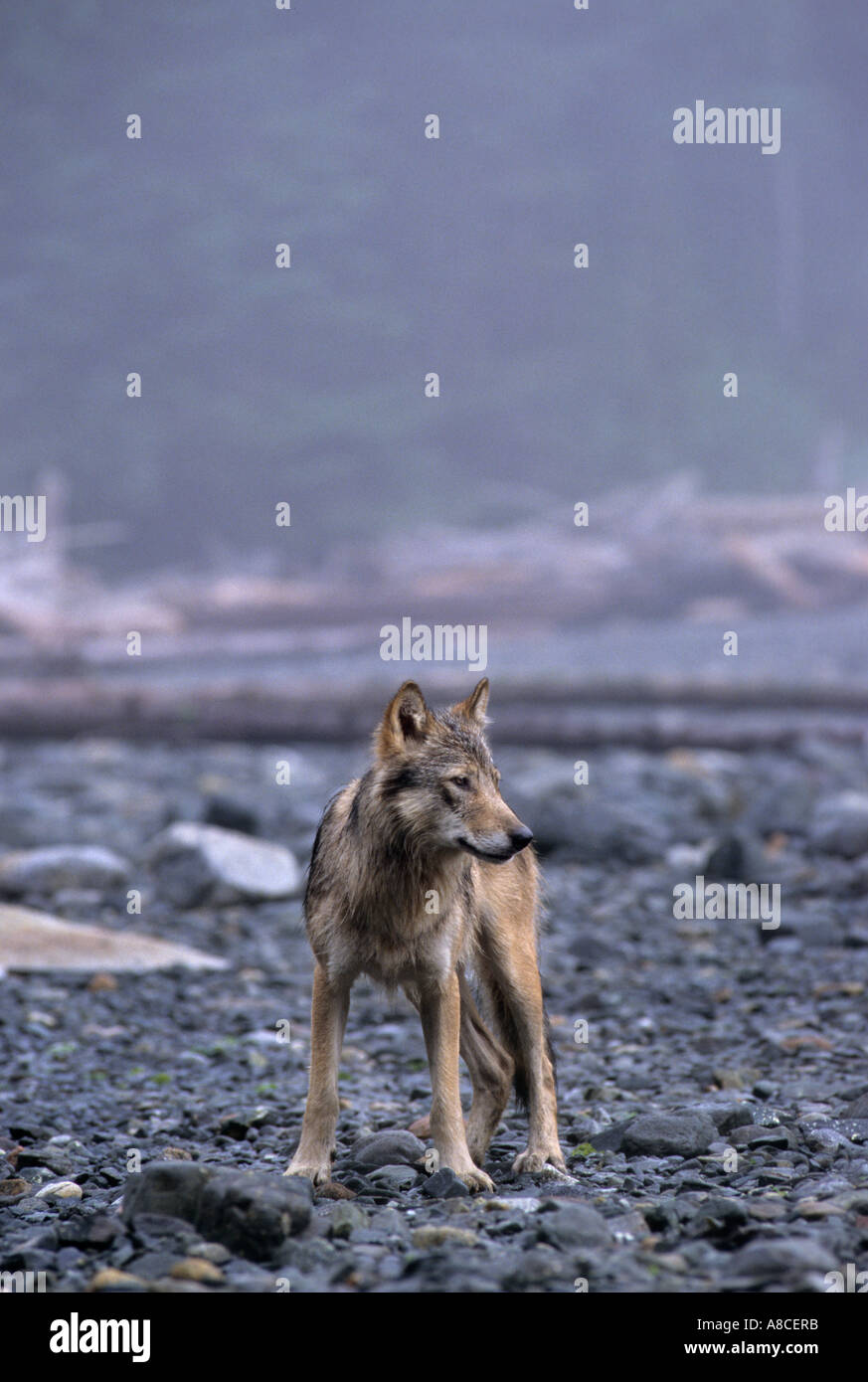 Loup gris Canis lupus côtières sur beach île Cracroft BC Canada Banque D'Images