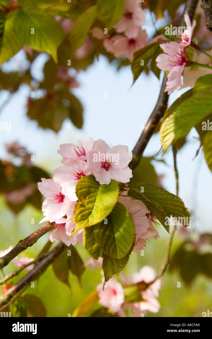 Fleur de cerisier d'ornement Banque D'Images