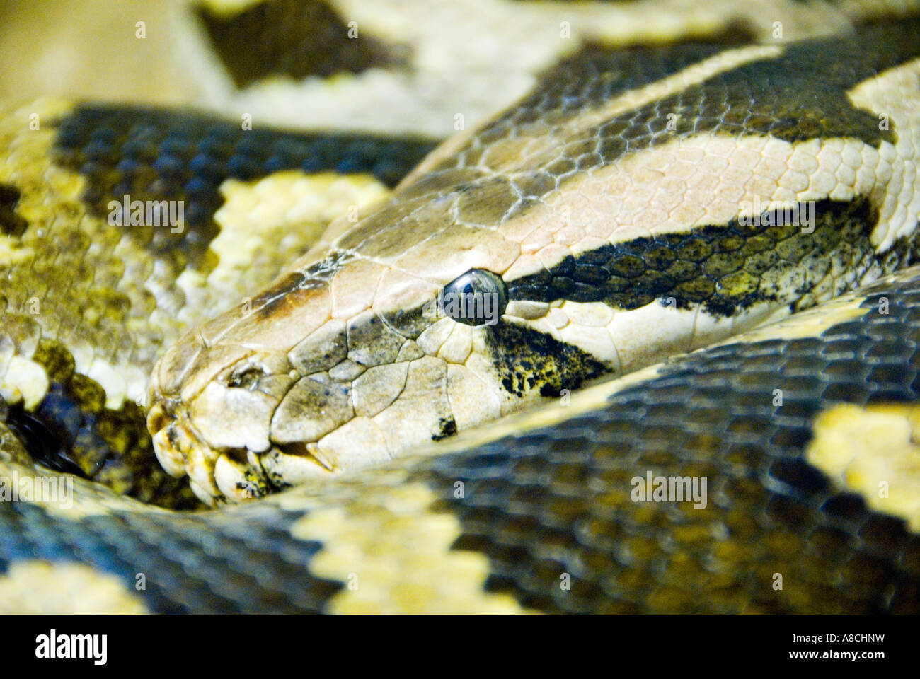 Serpent Python molurus Python indien Banque D'Images