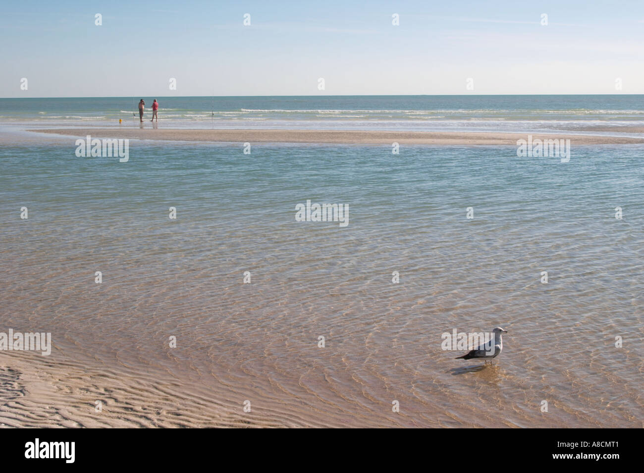 SIESTA KEY BEACH SUR SIESTA KEY SUR LE GOLFE DU MEXIQUE EN FLORIDE Banque D'Images SIESTA KEY BEACH SUR SIESTA KEY SUR LE GOLFE DU MEXIQUE EN FLORIDE Banque D'Images