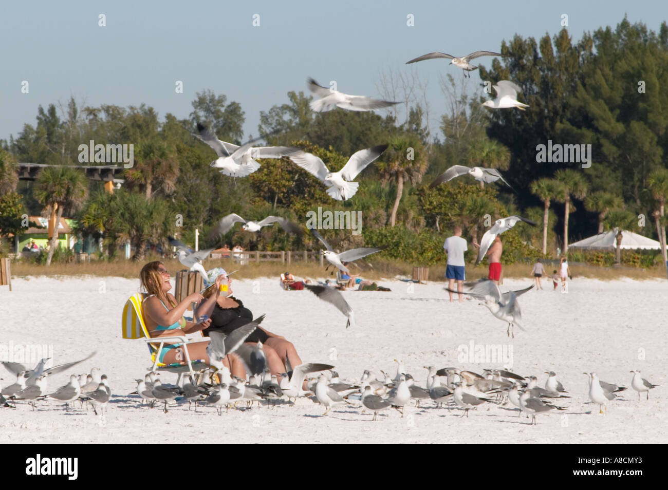 Nourrir les oiseaux sur Siesta Key Beach sur SIESTA KEY SUR LE GOLFE DU MEXIQUE EN FLORIDE Banque D'Images Nourrir les oiseaux sur Siesta Key Beach sur SIESTA KEY SUR LE GOLFE DU MEXIQUE EN FLORIDE Banque D'Images