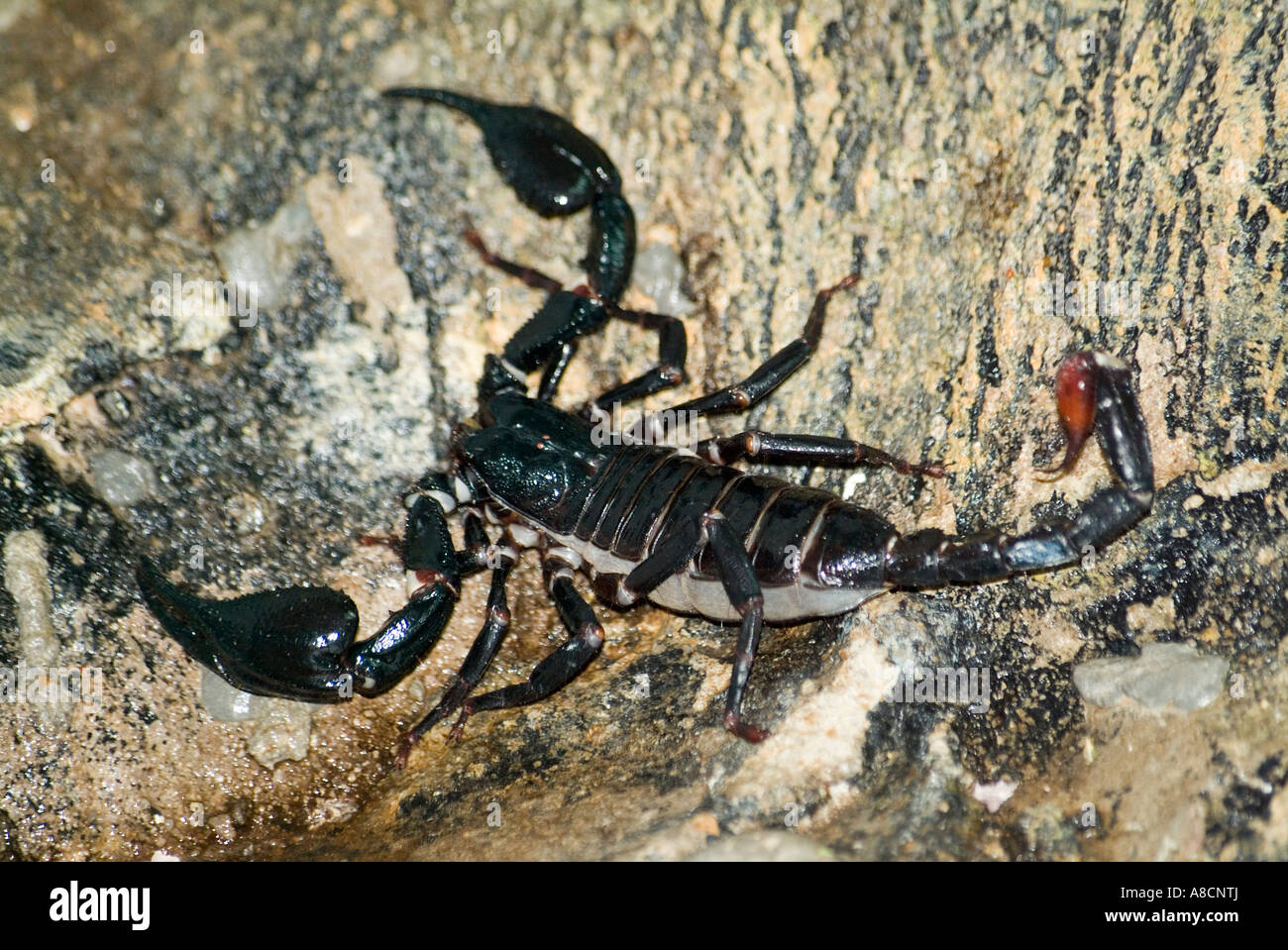 La Forêt de Malaisie Scorpion, également connu sous le nom de Scorpion Heterometrus spinifer bleu géant Banque D'Images