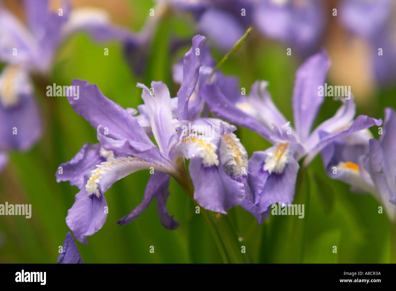 Dwarf Crested iris dans les Great Smoky Mountains National Park Banque D'Images