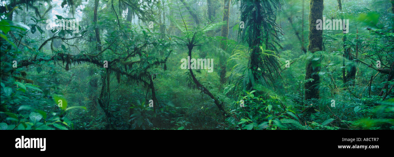 Réserve Santa Elena cloudforest tropical Costa Rica Banque D'Images