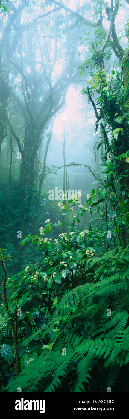 Réserve Santa Elena cloudforest tropical Costa Rica Banque D'Images