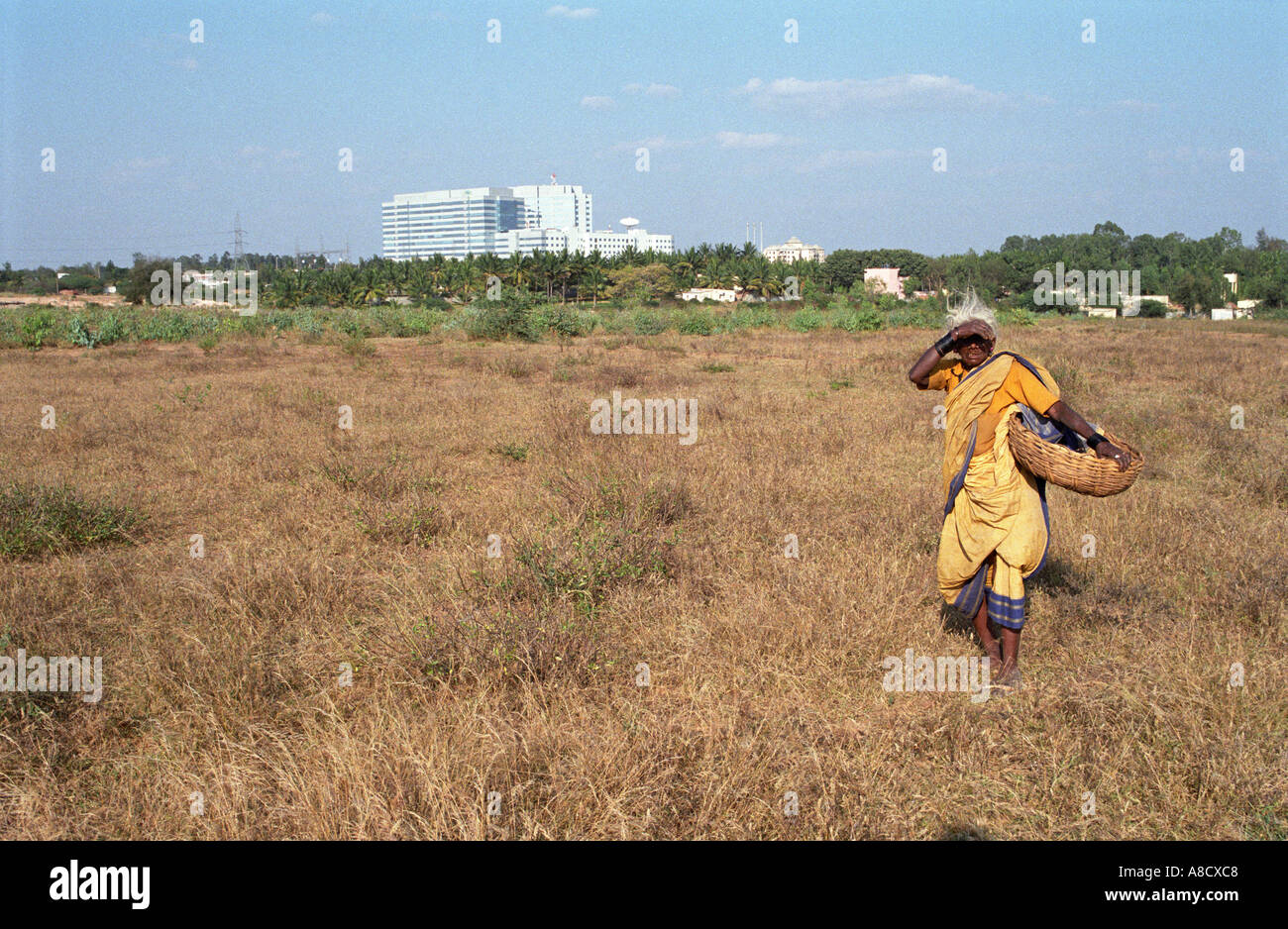 Une femme travaillant les champs à la périphérie de Bangalore Banque D'Images