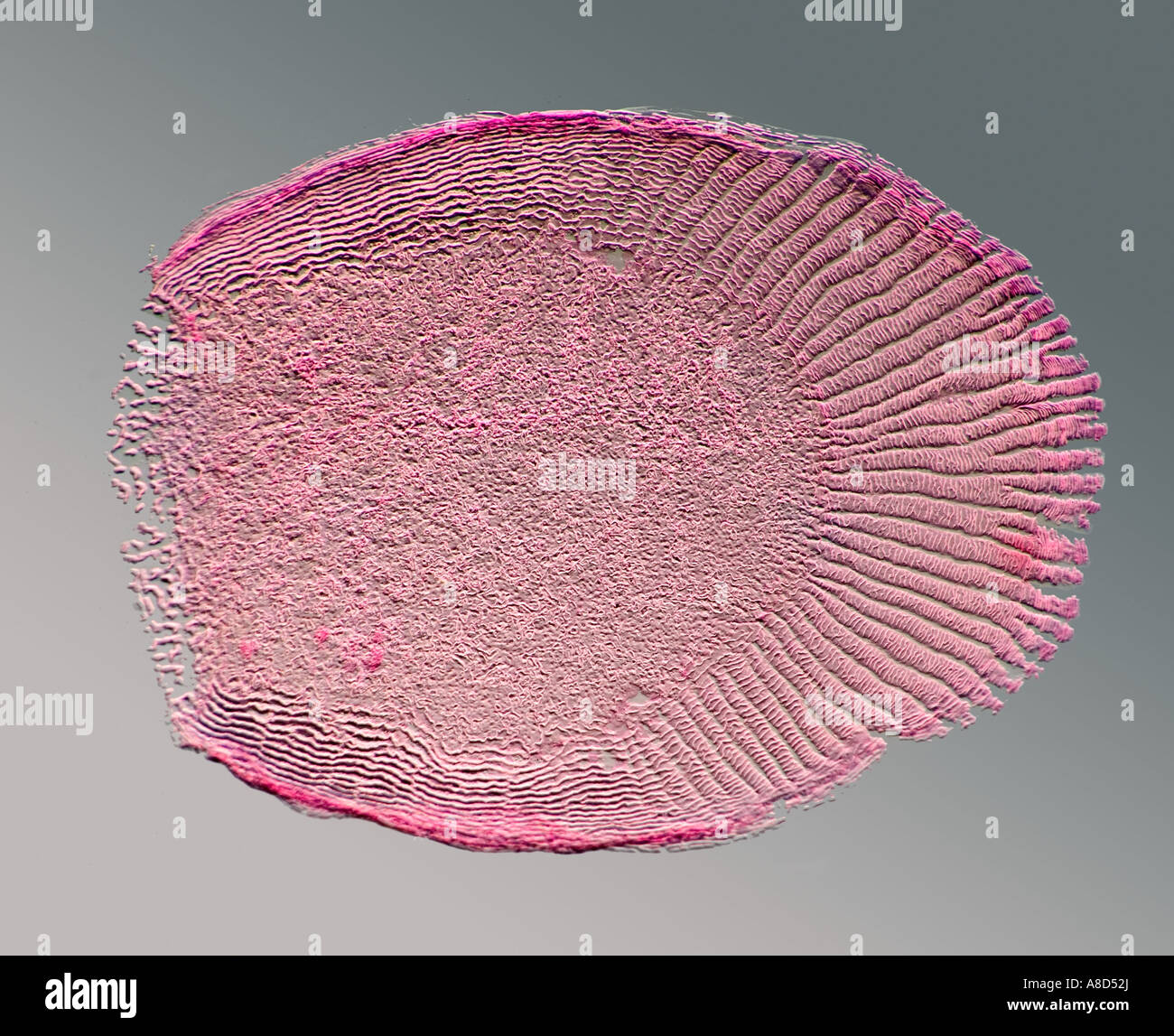 Brill, écailles de poissons colorés Scophthalmus rhombus, faites glisser photomicrographie Banque D'Images