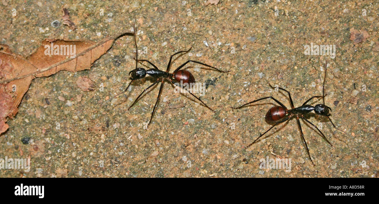 Les fourmis de feu, Solenopsis sp. La Malaisie Banque D'Images