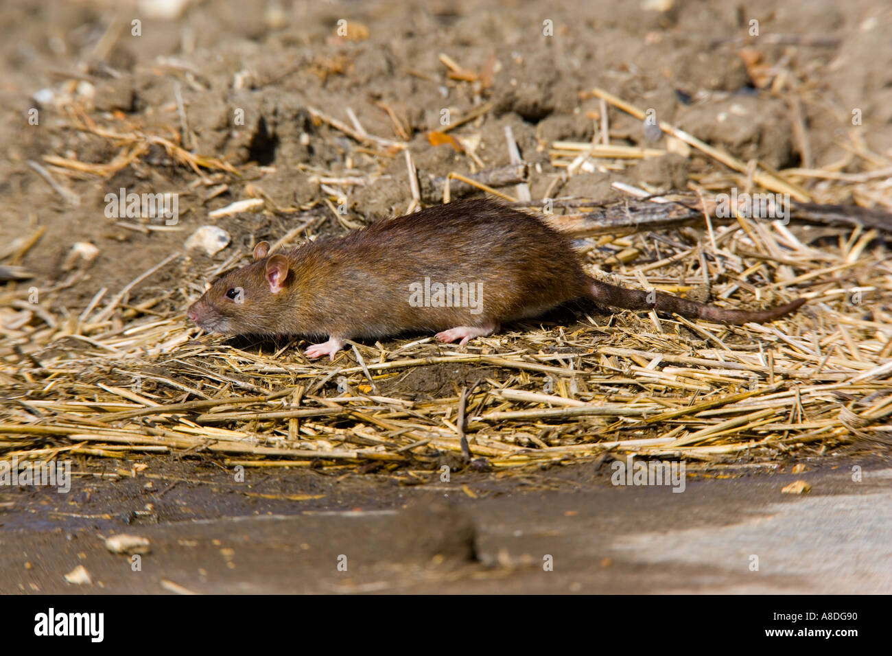 Rat surmulot Rattus norvegicus, en quête de nourriture autour de la pile de paille ashwell hertfordshire Banque D'Images