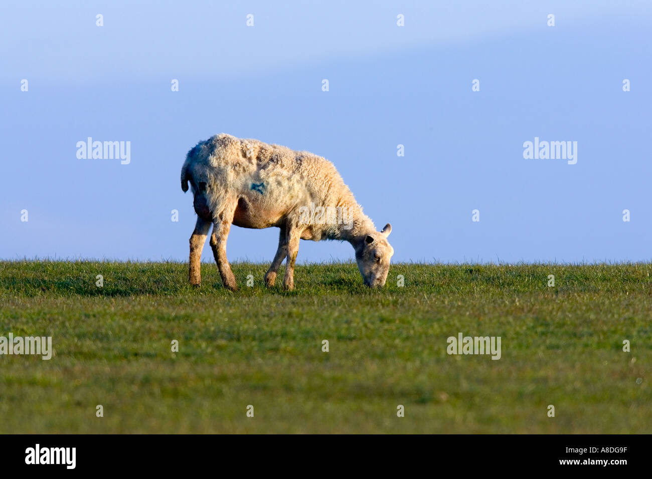 Des moutons paissant dans le champ d'herbe avec fond de ciel bleu au Pays de Galles Banque D'Images