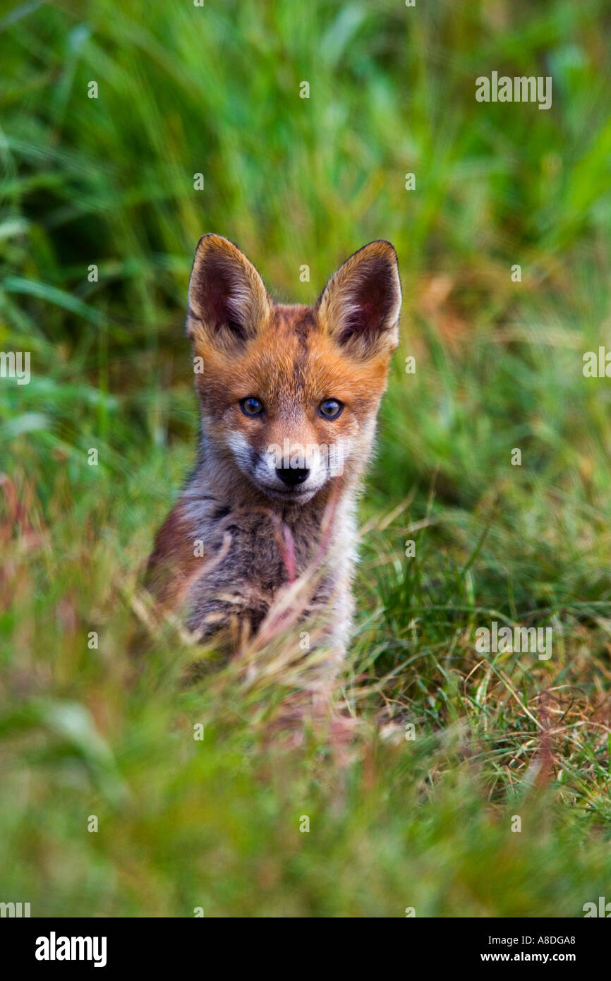 Le Renard roux Vulpes vulpes Cub à l'entrée de la terre à la recherche d'alerte avec les oreilles de potton bedfordshire Banque D'Images