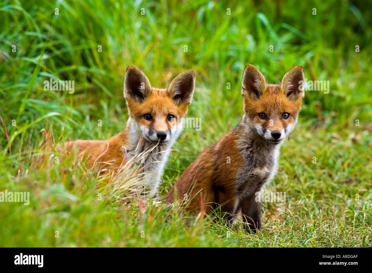 Renard roux Vulpes vulpes deux oursons à l'entrée de la terre à la recherche d'alerte avec les oreilles de potton bedfordshire Banque D'Images