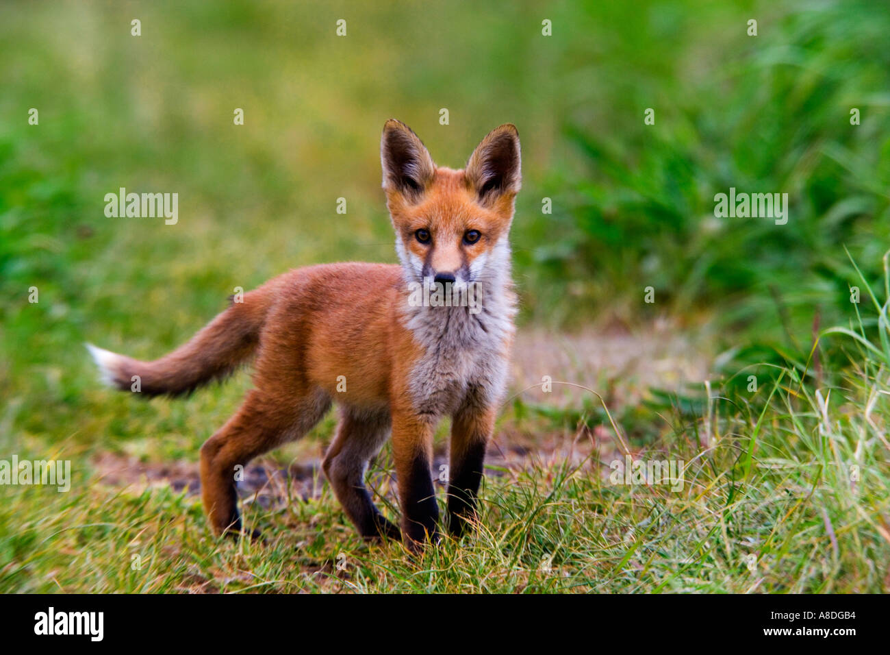 Le Renard roux Vulpes vulpes Cub debout sur la voie de l'herbe à l'extérieur de la masse à la recherche d'alerte avec oreilles et queue de haut potton bedfordshire Banque D'Images