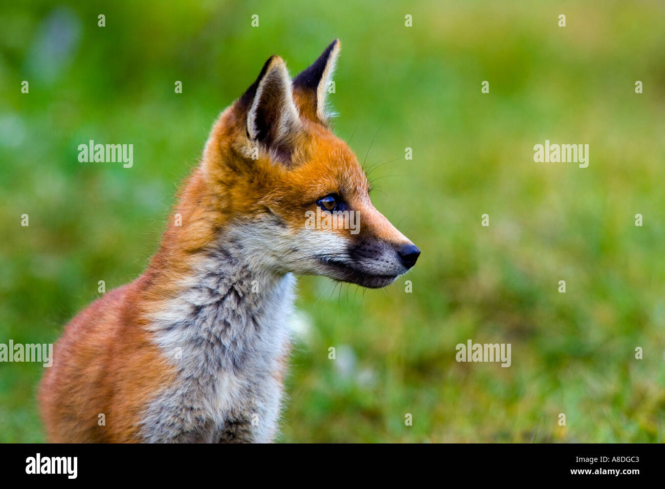 Le Renard roux Vulpes vulpes Cub comité permanent à alert du flou fond vert bedfordshire potton Banque D'Images