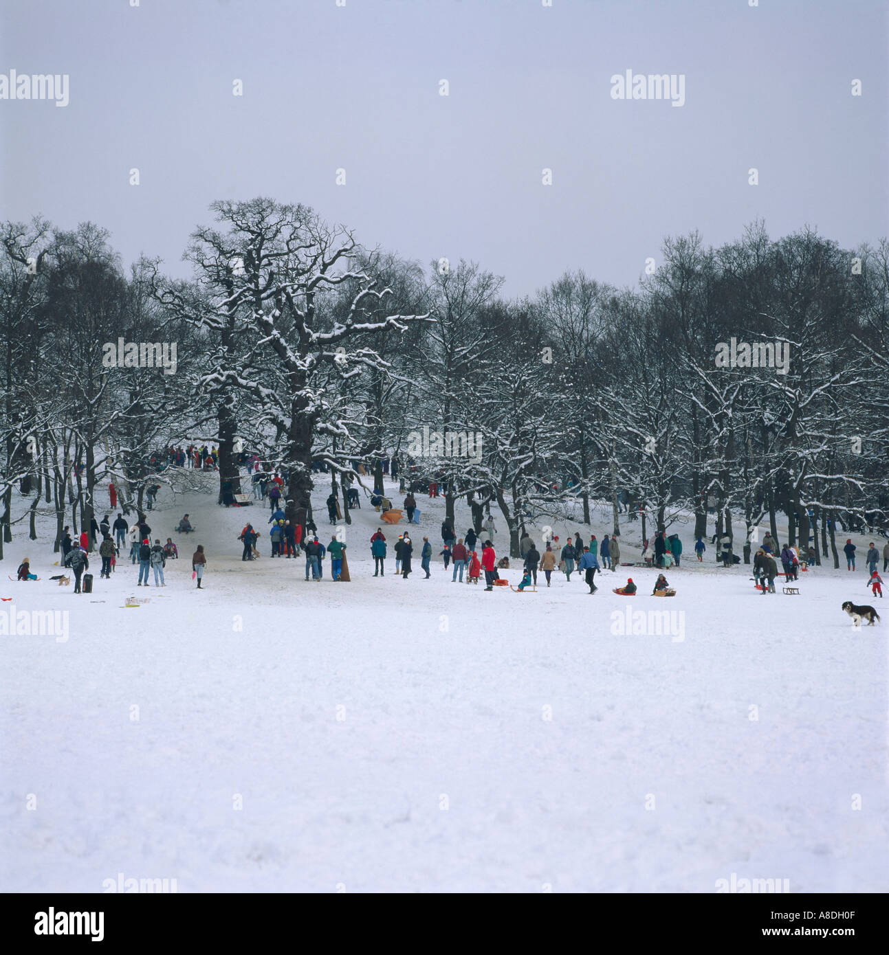 Parc Richmond Surrey U K d'hiver Banque D'Images