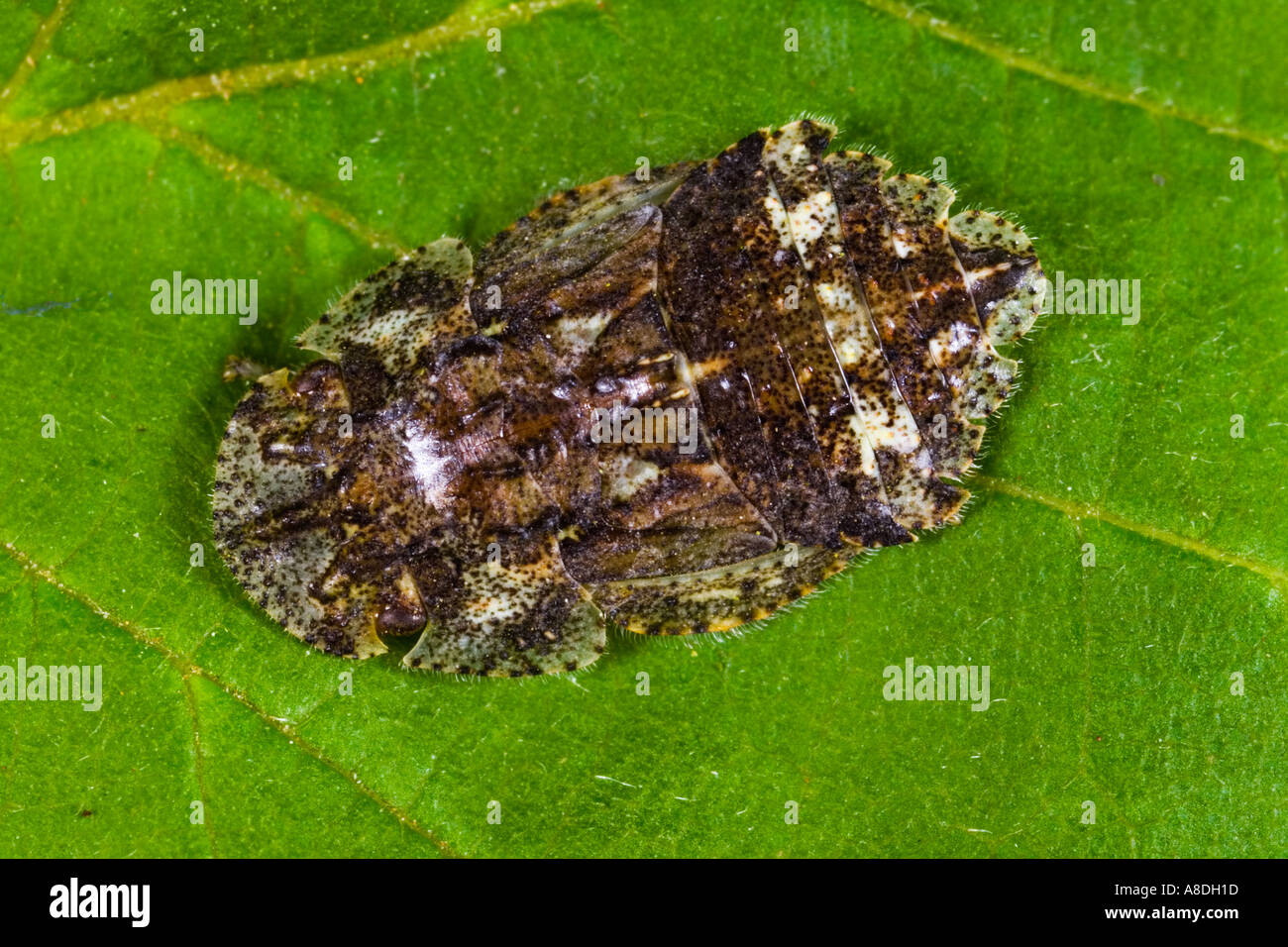 Ledra aurita cicada Vue de dessus sur leaf bedfordshire potton Banque D'Images