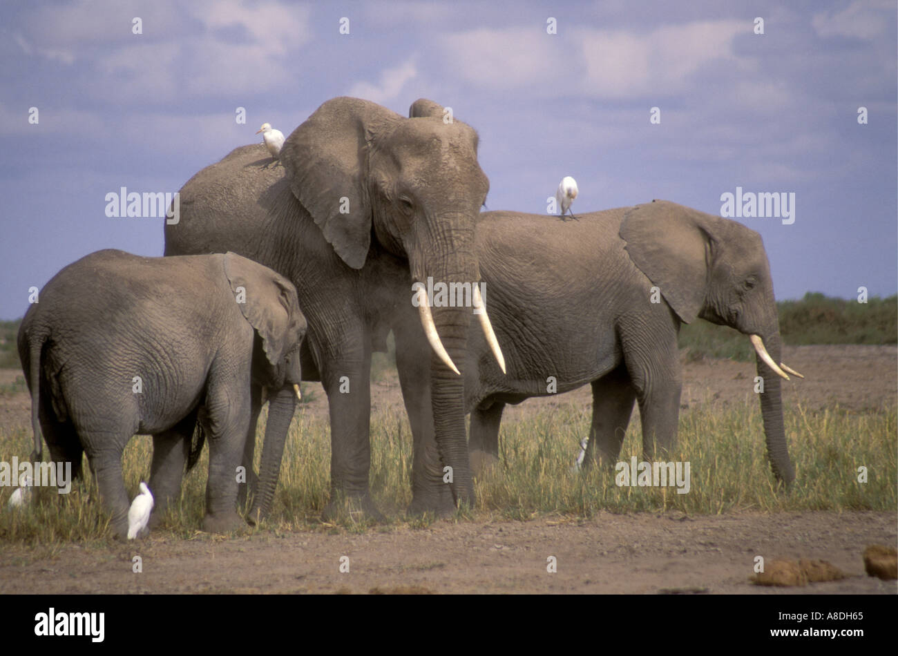 L'éléphant femelle adulte avec deux jeunes animaux immatures probablement ses filles se nourrissant d'herbe courte Banque D'Images