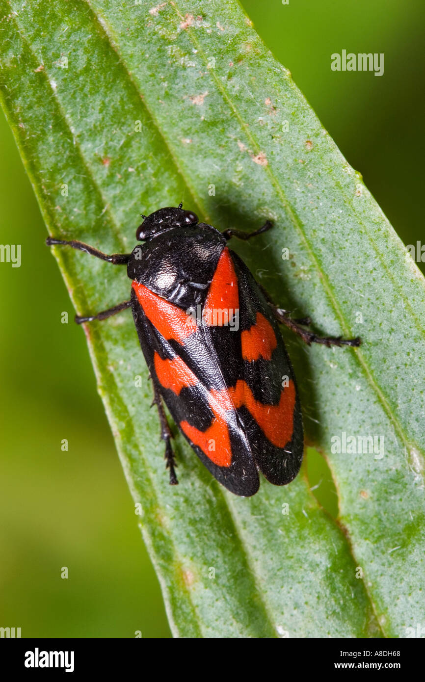 Cercopis vulnerata sur feuilles présentant des cas d'aile complet couleur bedfordshire potton Banque D'Images