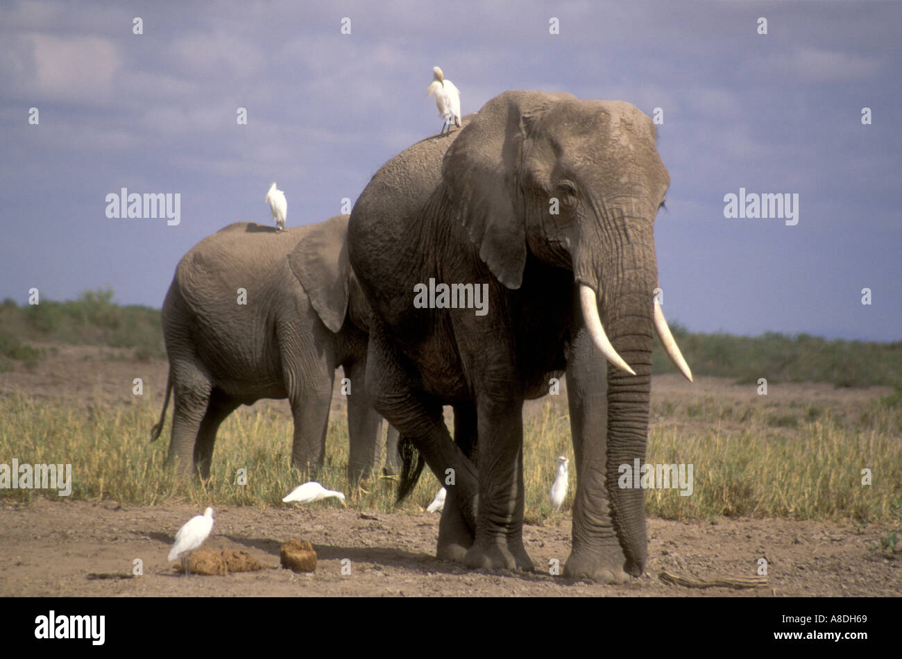 Avec l'éléphant femelle adulte jeune animal immature probablement sa fille se nourrissant d'herbe courte Banque D'Images