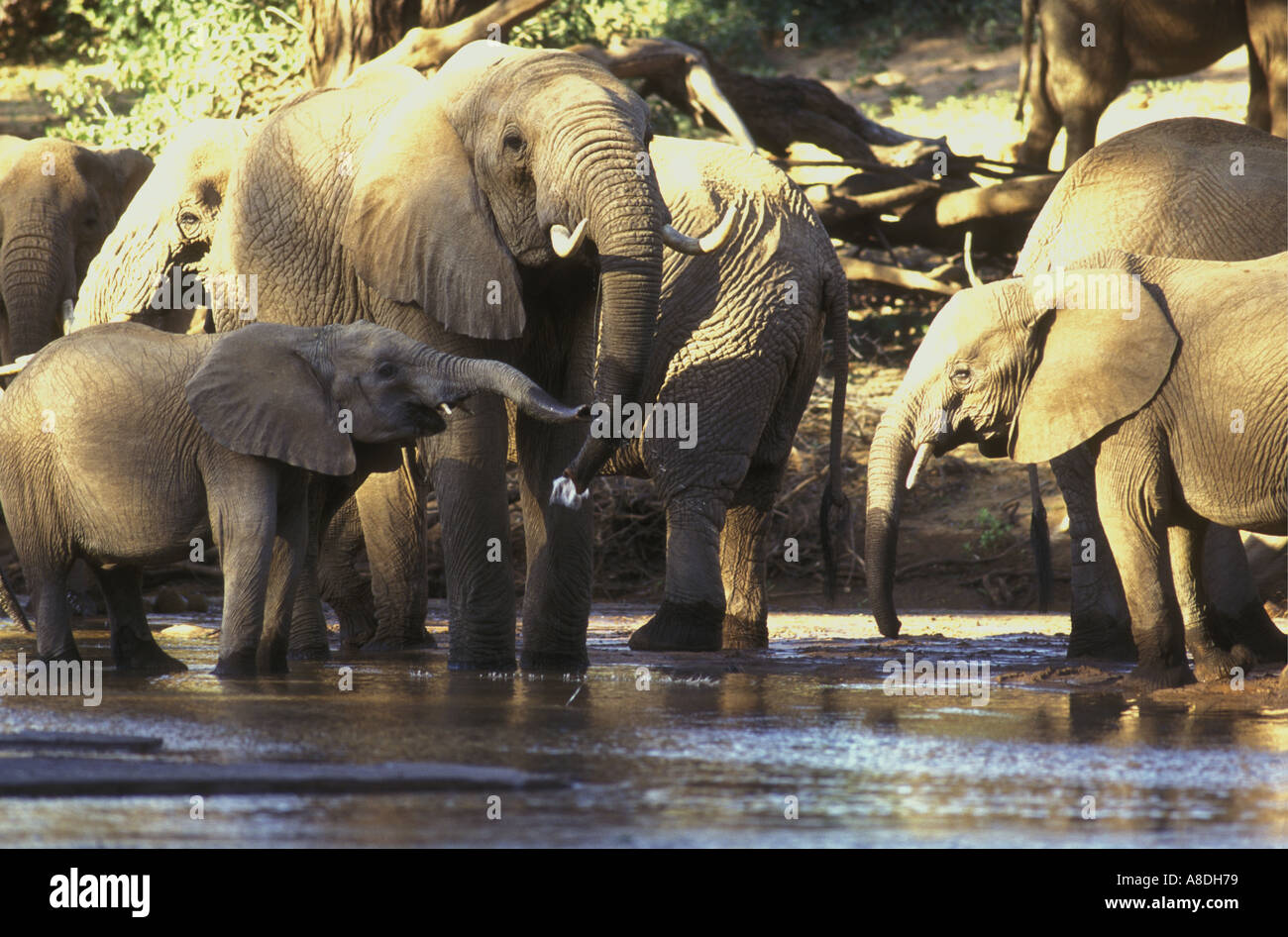 Un groupe familial de femelles et de veaux de l'éléphant de boire dans l'Uaso Nyiro dans la réserve nationale de Samburu, Kenya Afrique de l'Est Banque D'Images