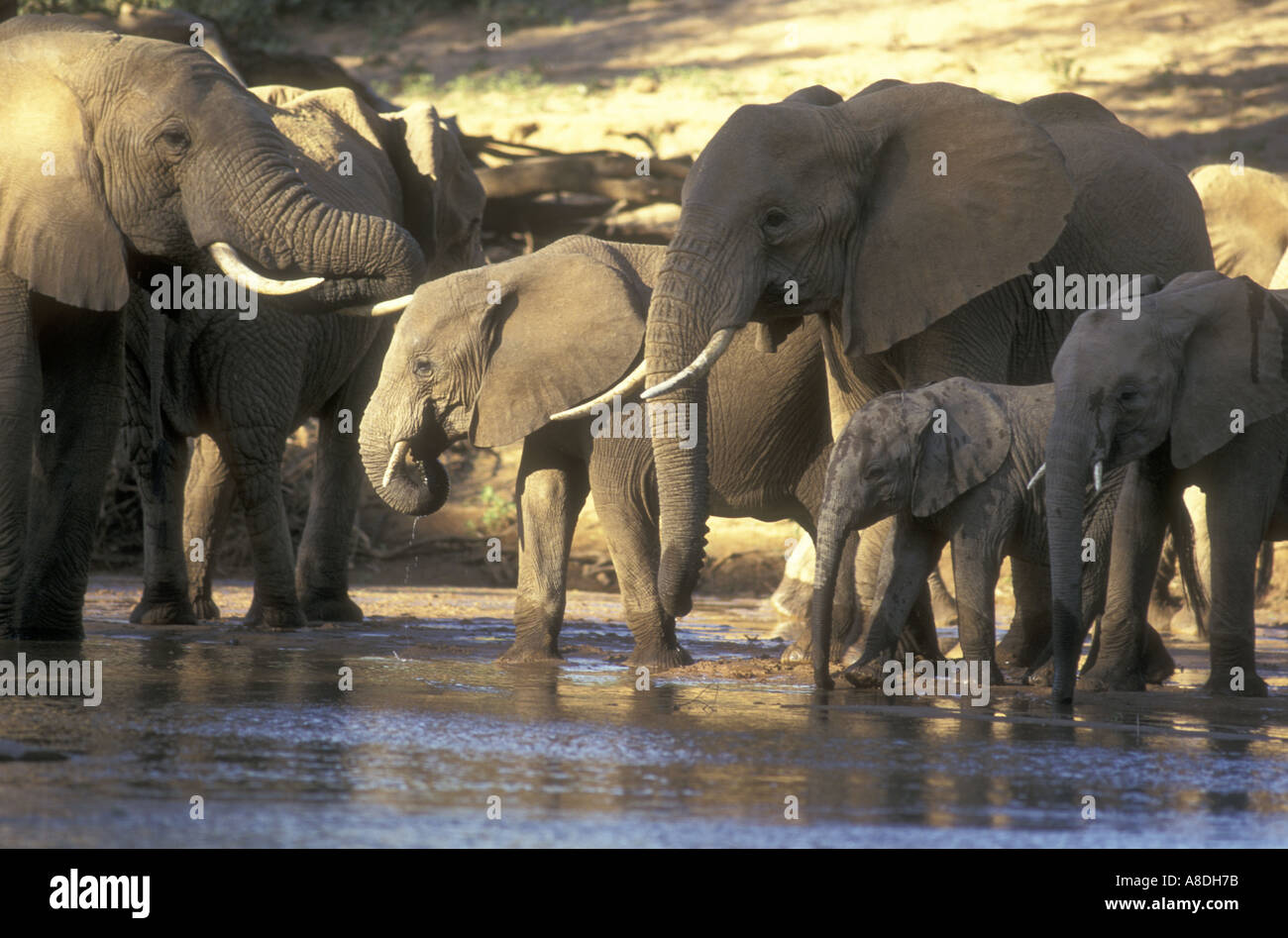 Un groupe familial de femelles et de veaux de l'éléphant de boire dans l'Uaso Nyiro dans la réserve nationale de Samburu, Kenya Afrique de l'Est Banque D'Images