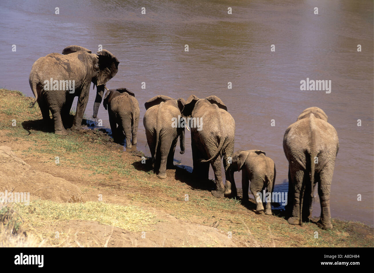 Une ligne d'éléphants femelles et veaux vu de l'arrière comme ils boivent Banque D'Images