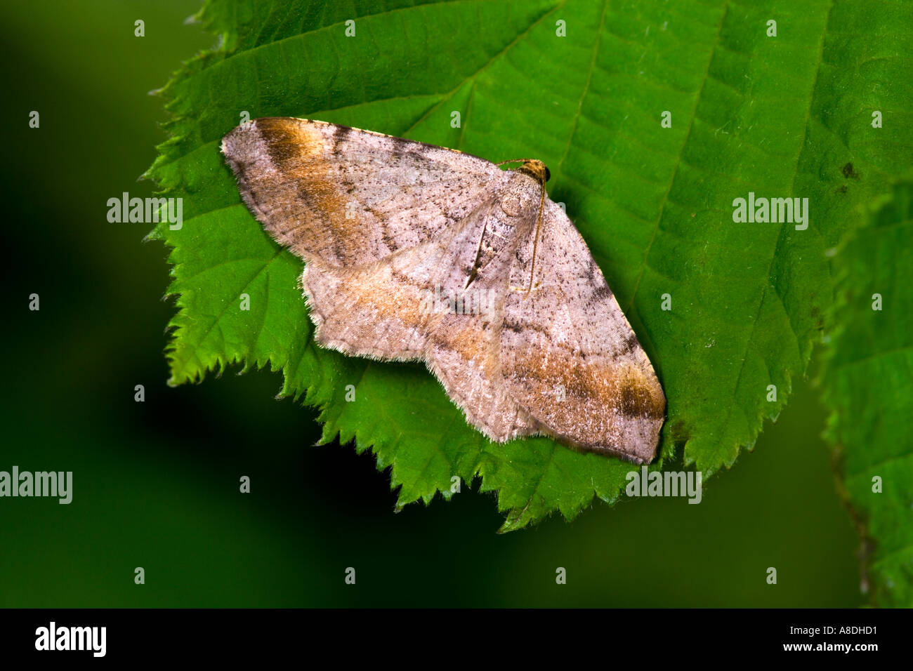 Prescription fauve Semiothisa liturata angle au repos sur leaf bedfordshire potton Banque D'Images