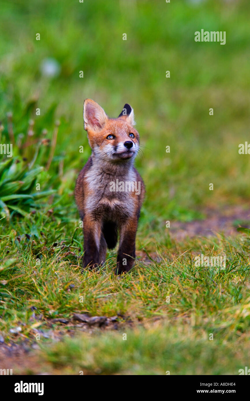 Le Renard roux Vulpes vulpes Cub à ciel en alerte sur la piste d'herbe bedfordshire potton Banque D'Images
