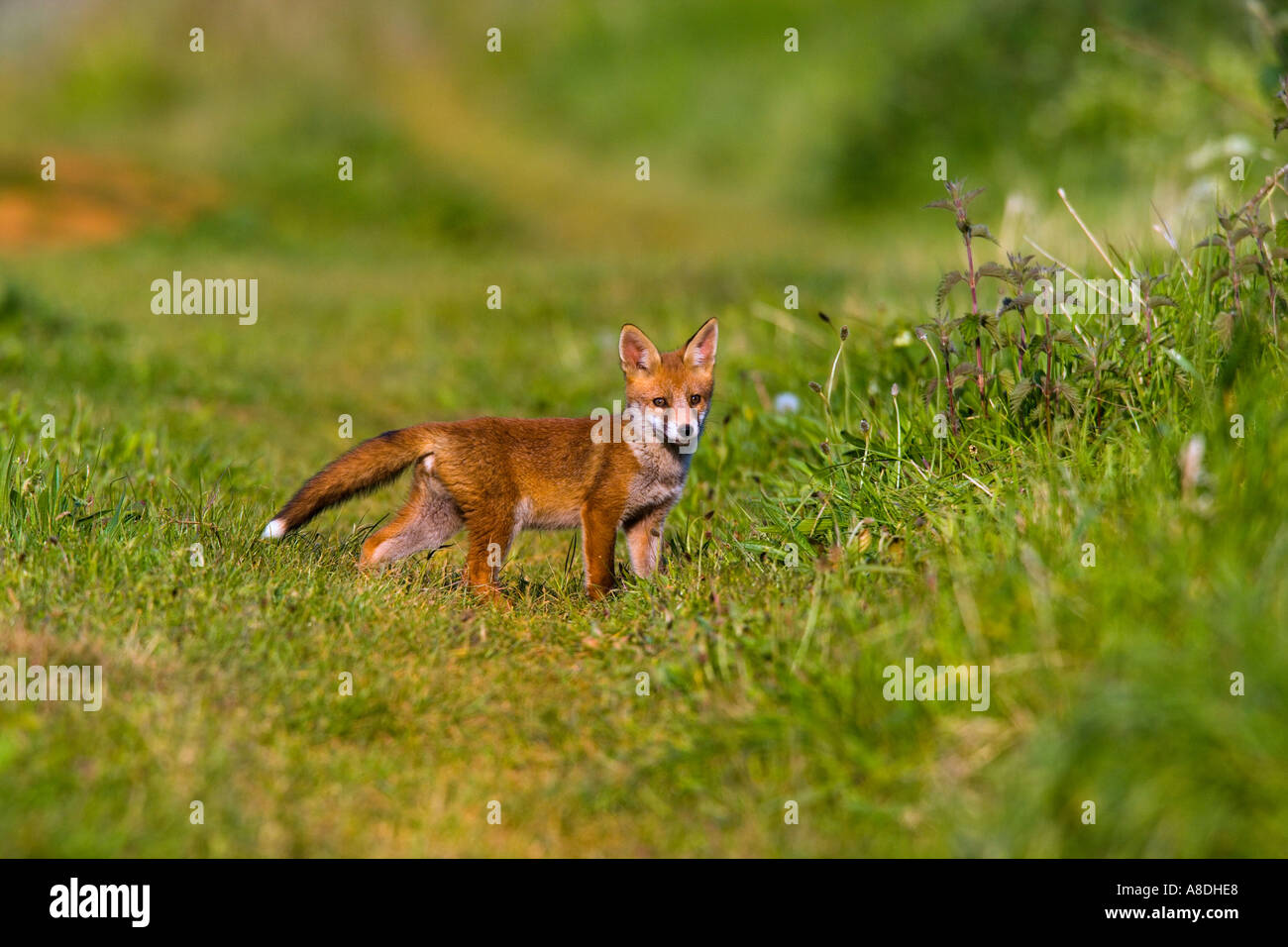 Le Renard roux Vulpes vulpes Cub debout sur la voie agricole à potton alerte bedfordshire Banque D'Images
